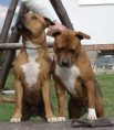 /album/spolecne/bellis-koral-10-03-27-126-orez-jpg/